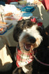 Red Plaid Dog Hair Bow